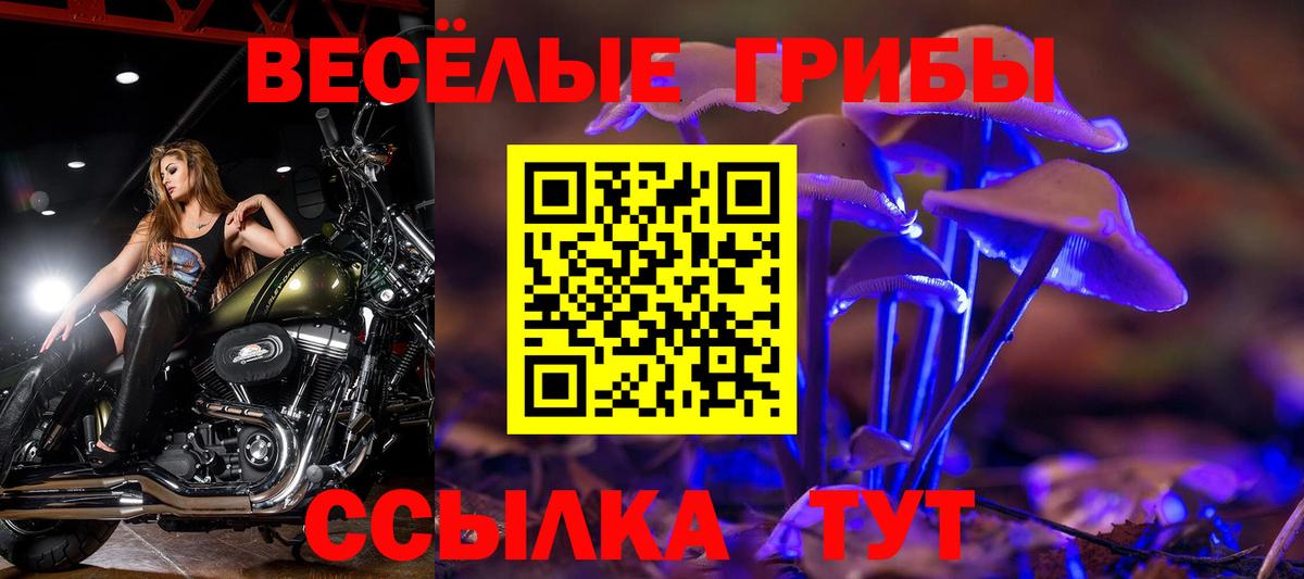Псилоцибиновые грибы Psilocybe Абакан